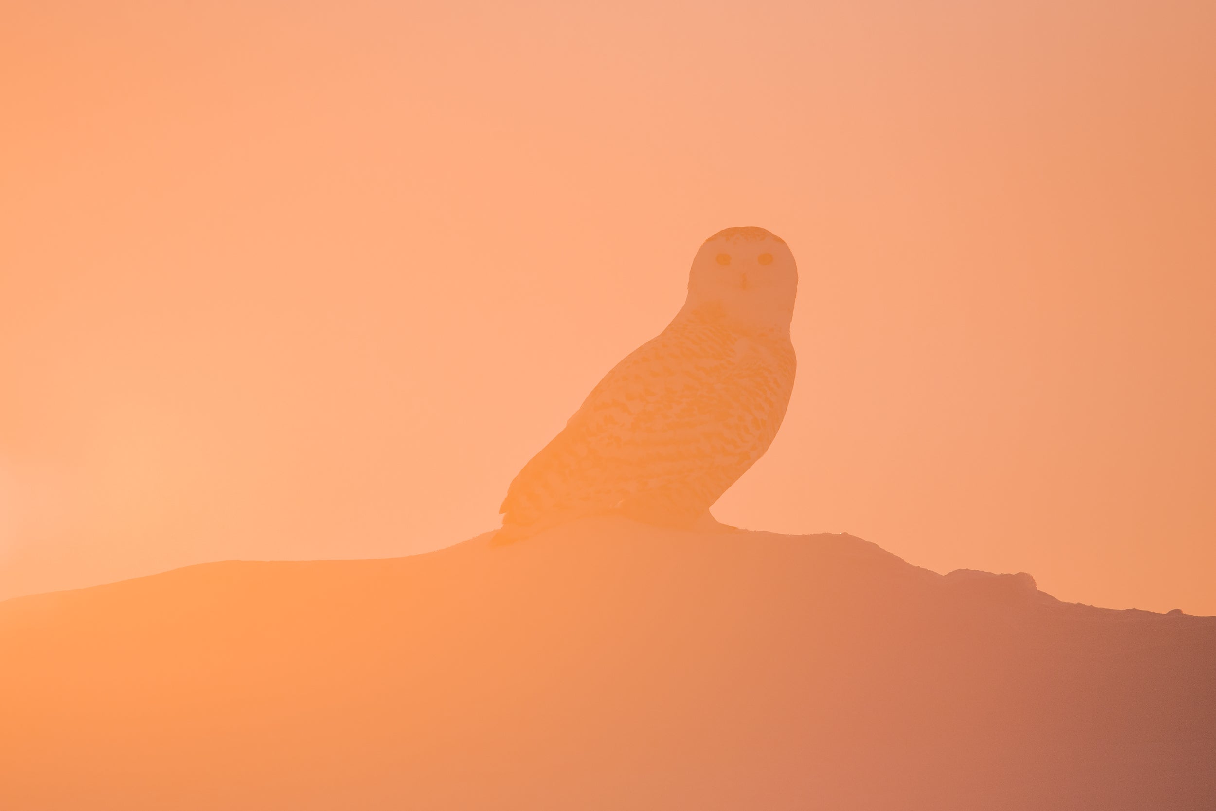 Snowy Owl 012