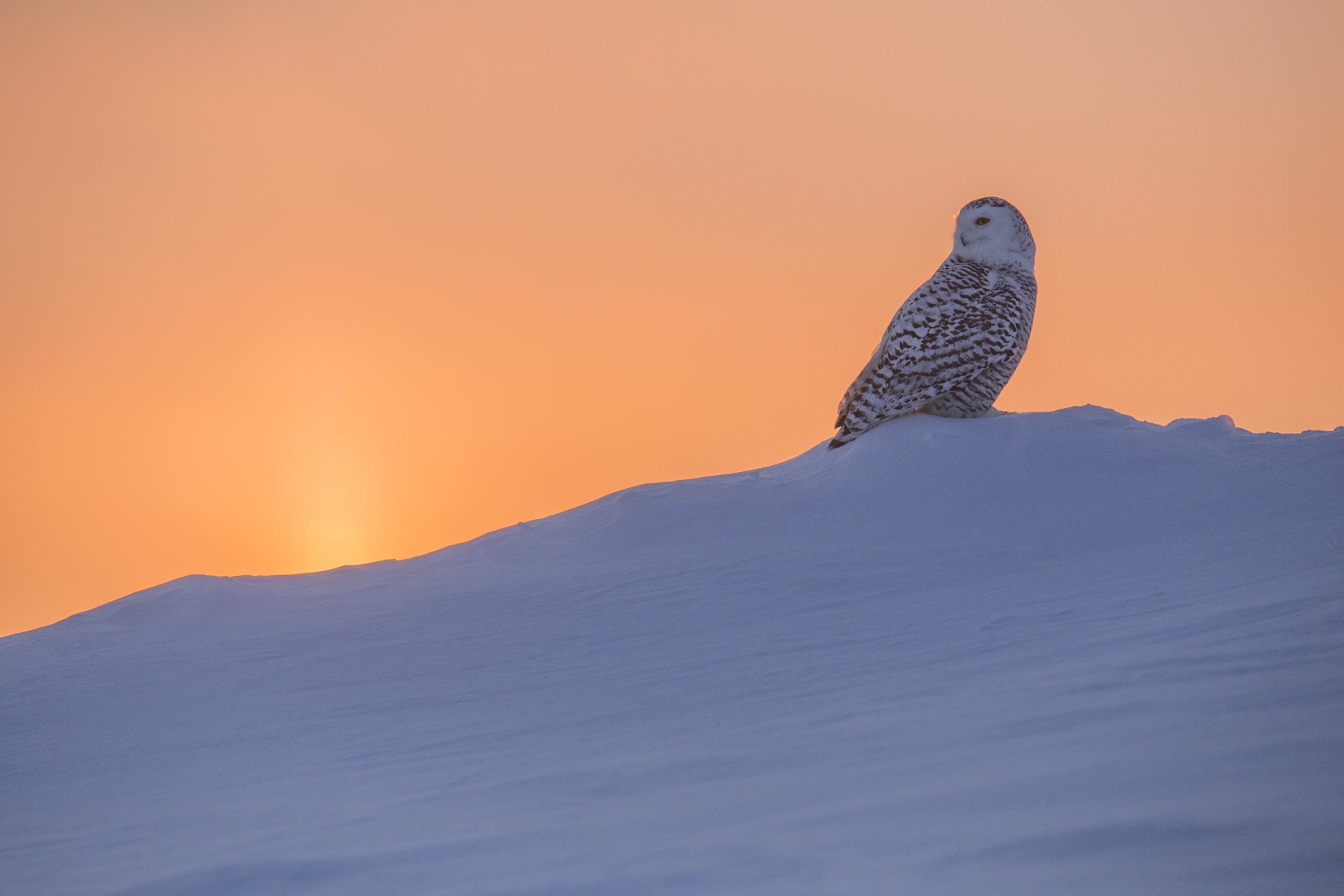 Snowy Owl 014