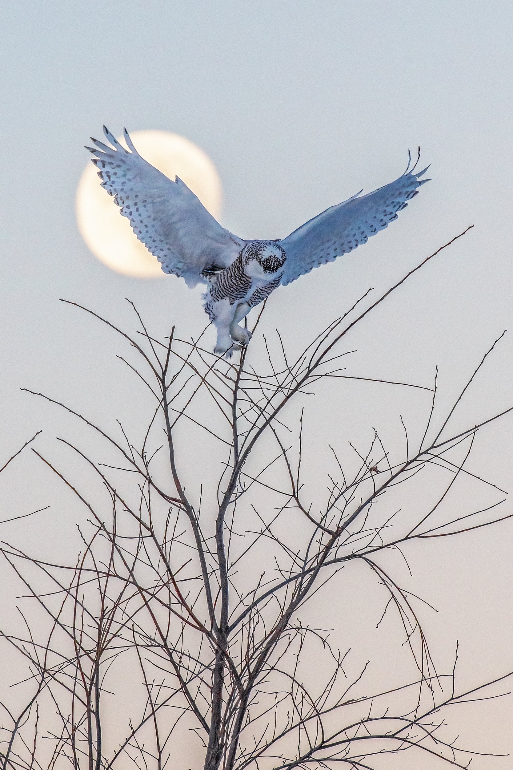 Snowy Owl 015