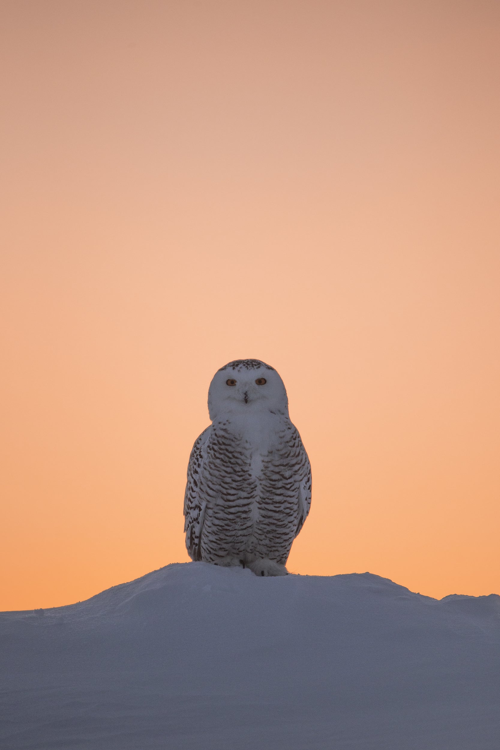 Snowy Owl 016