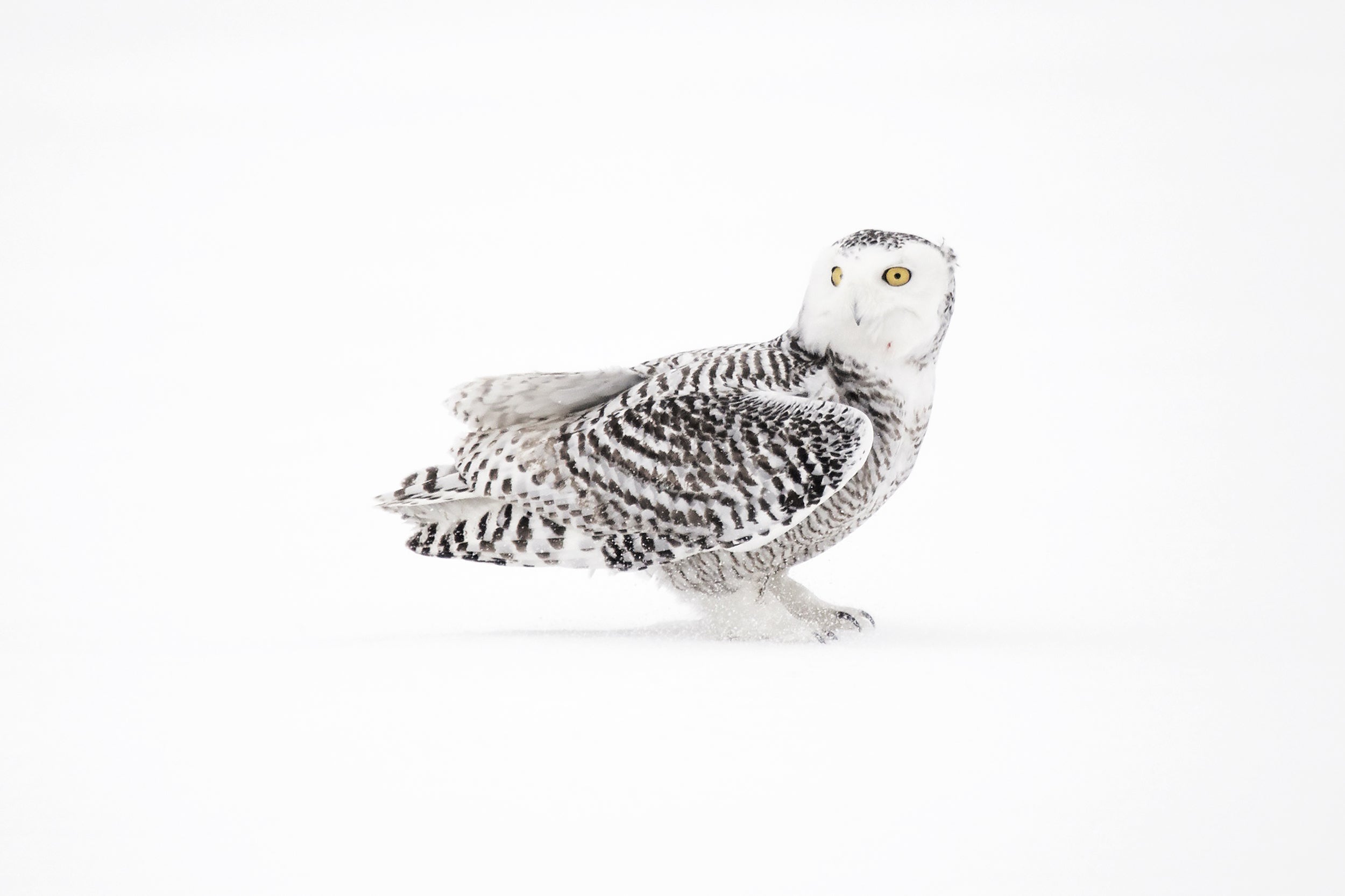 Snowy Owl 017
