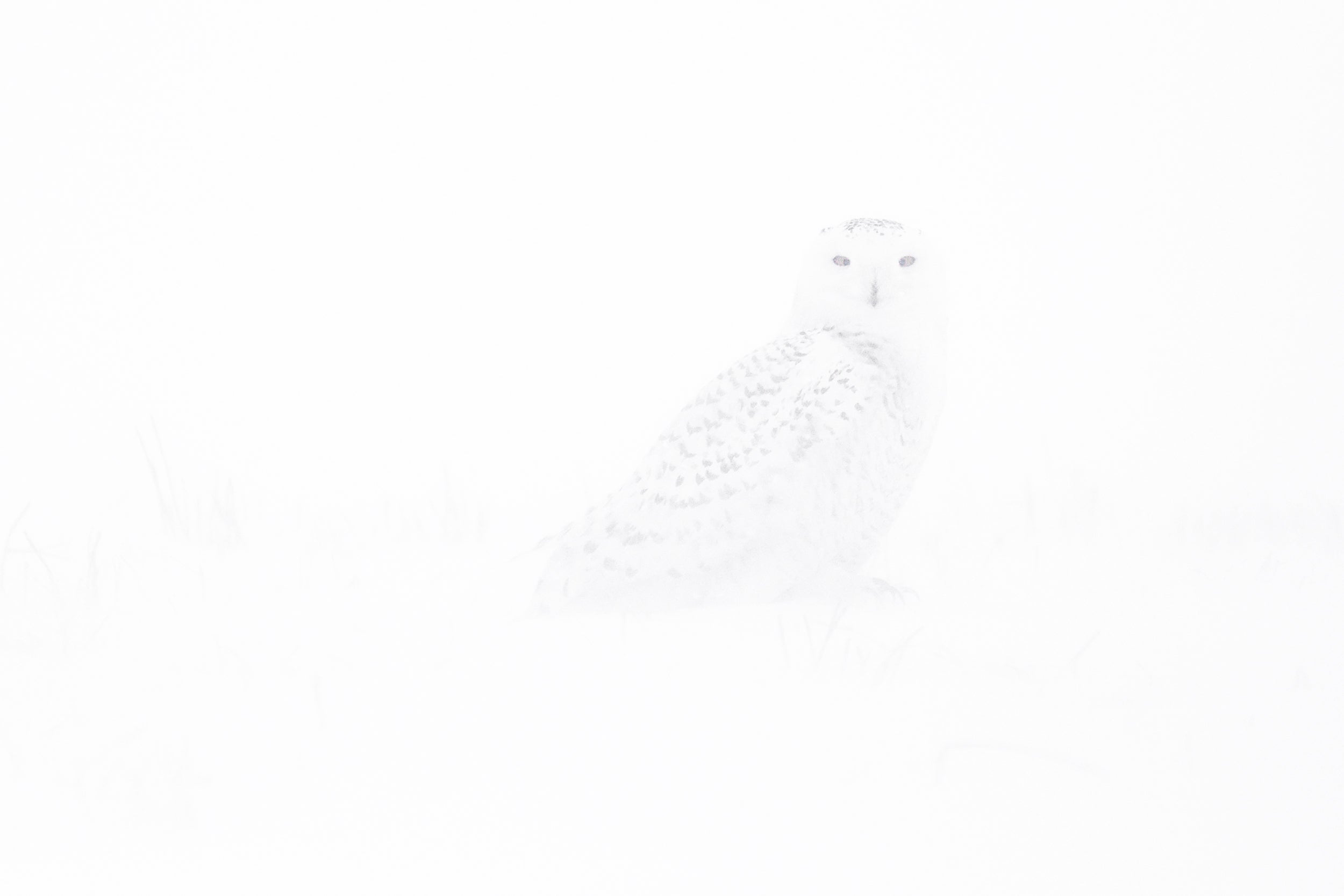 Snowy Owl 018