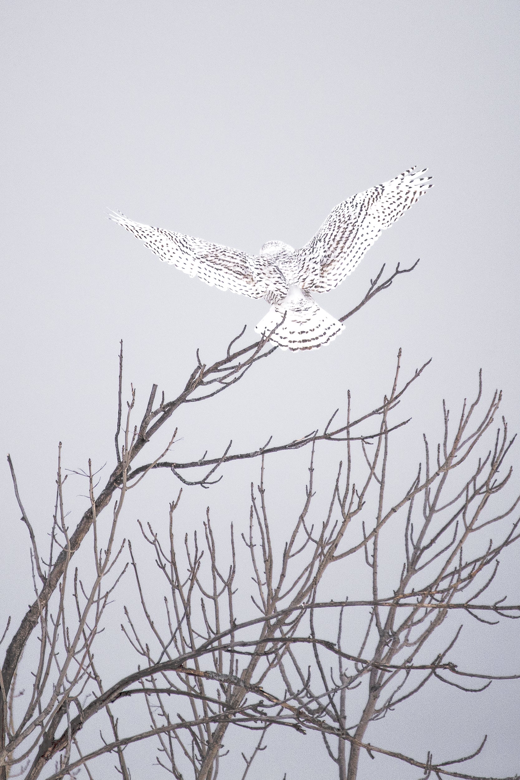 Snowy Owl 019