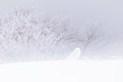 Snowy Owl 020