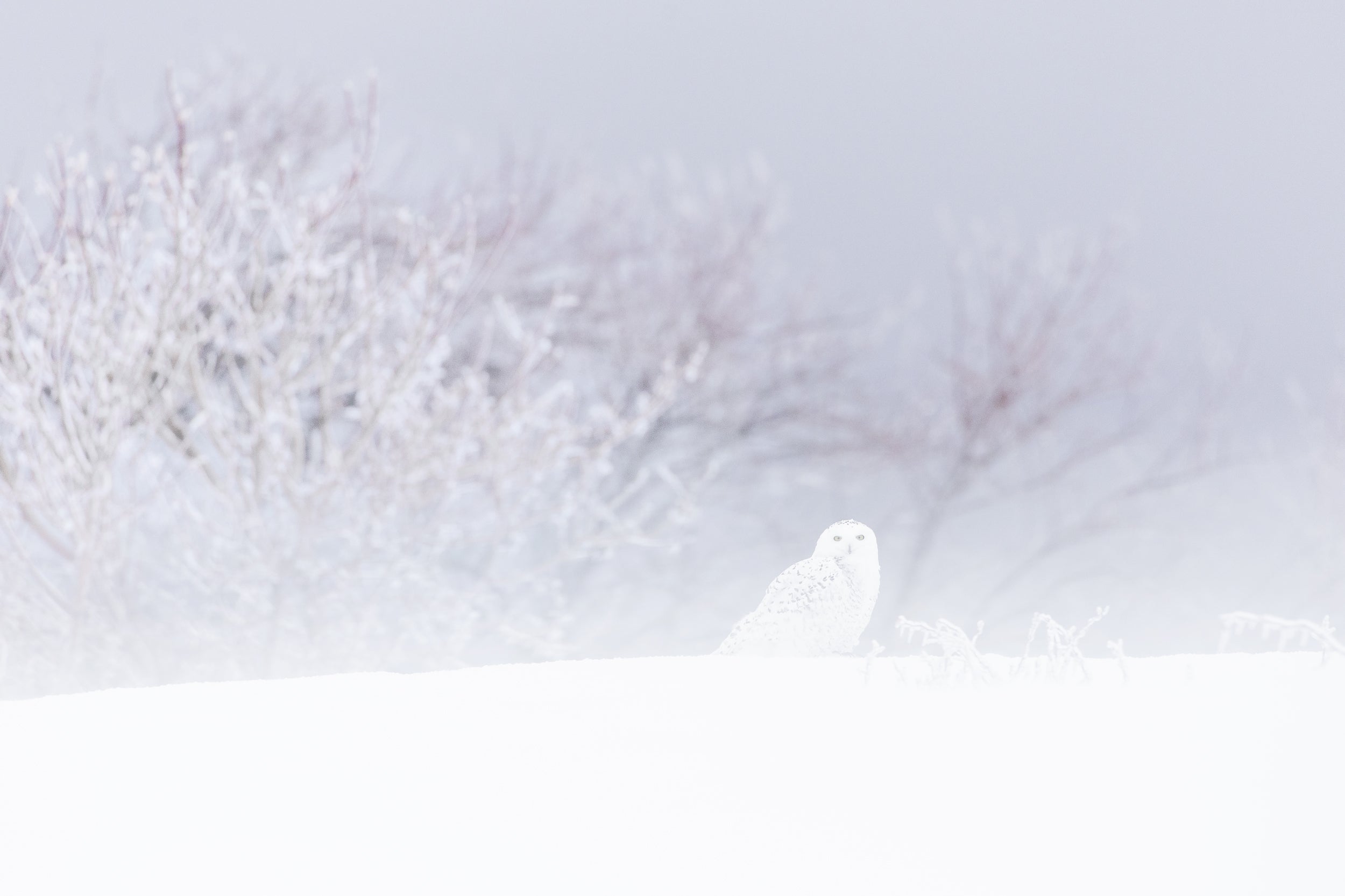 Snowy Owl 020