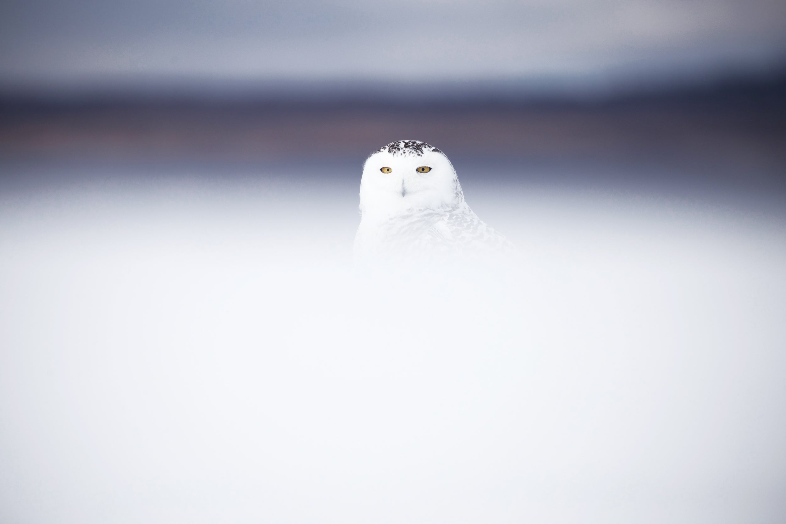 Snowy Owl 021