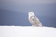 Snowy Owl 022