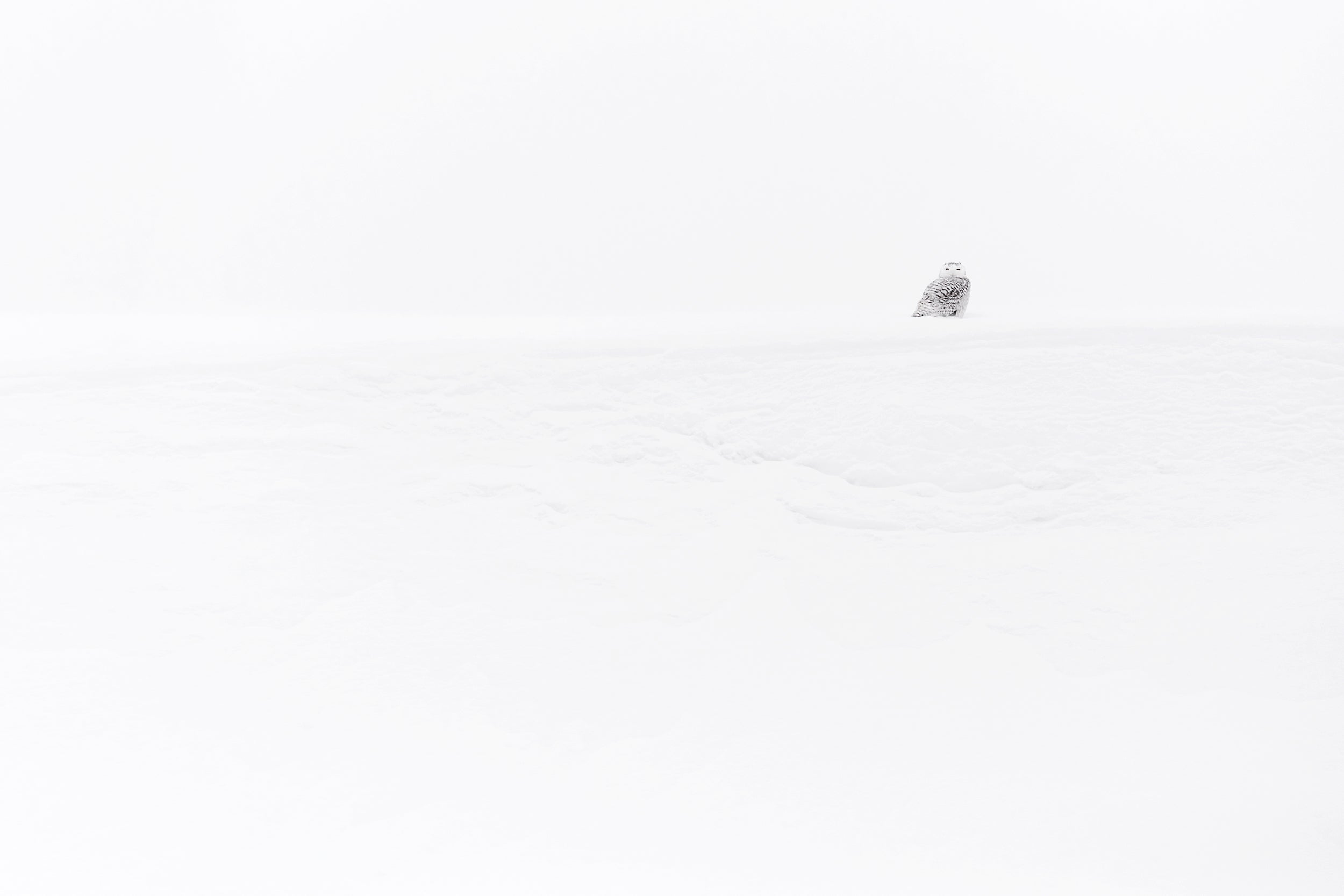 Snowy Owl 023