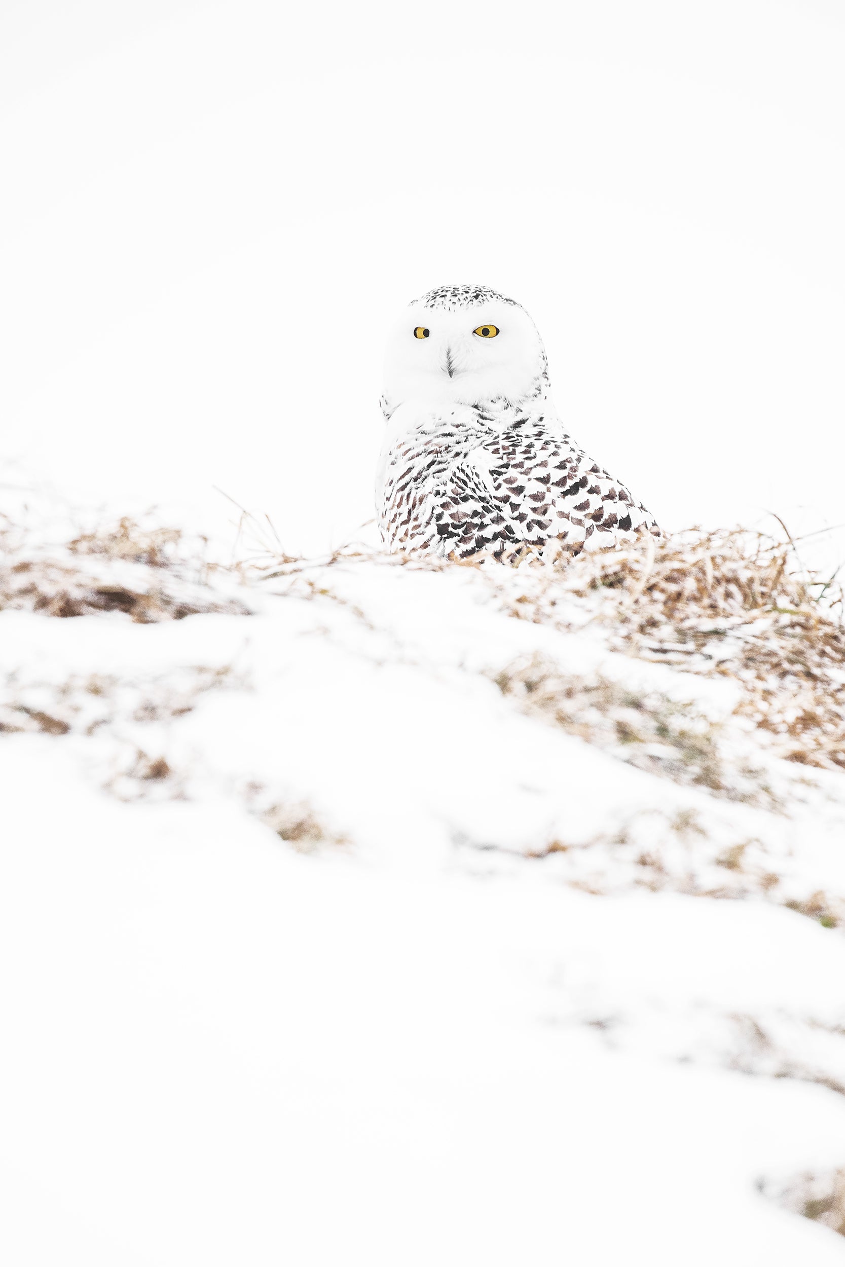 Snowy Owl 024