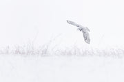 Snowy Owl 026