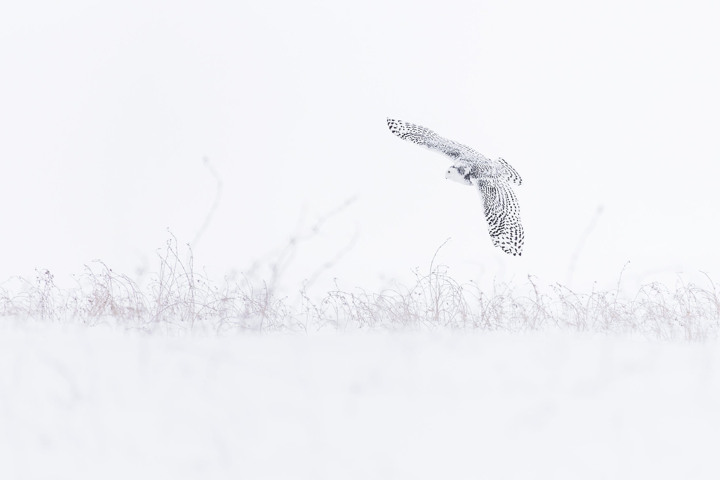 Snowy Owl 026