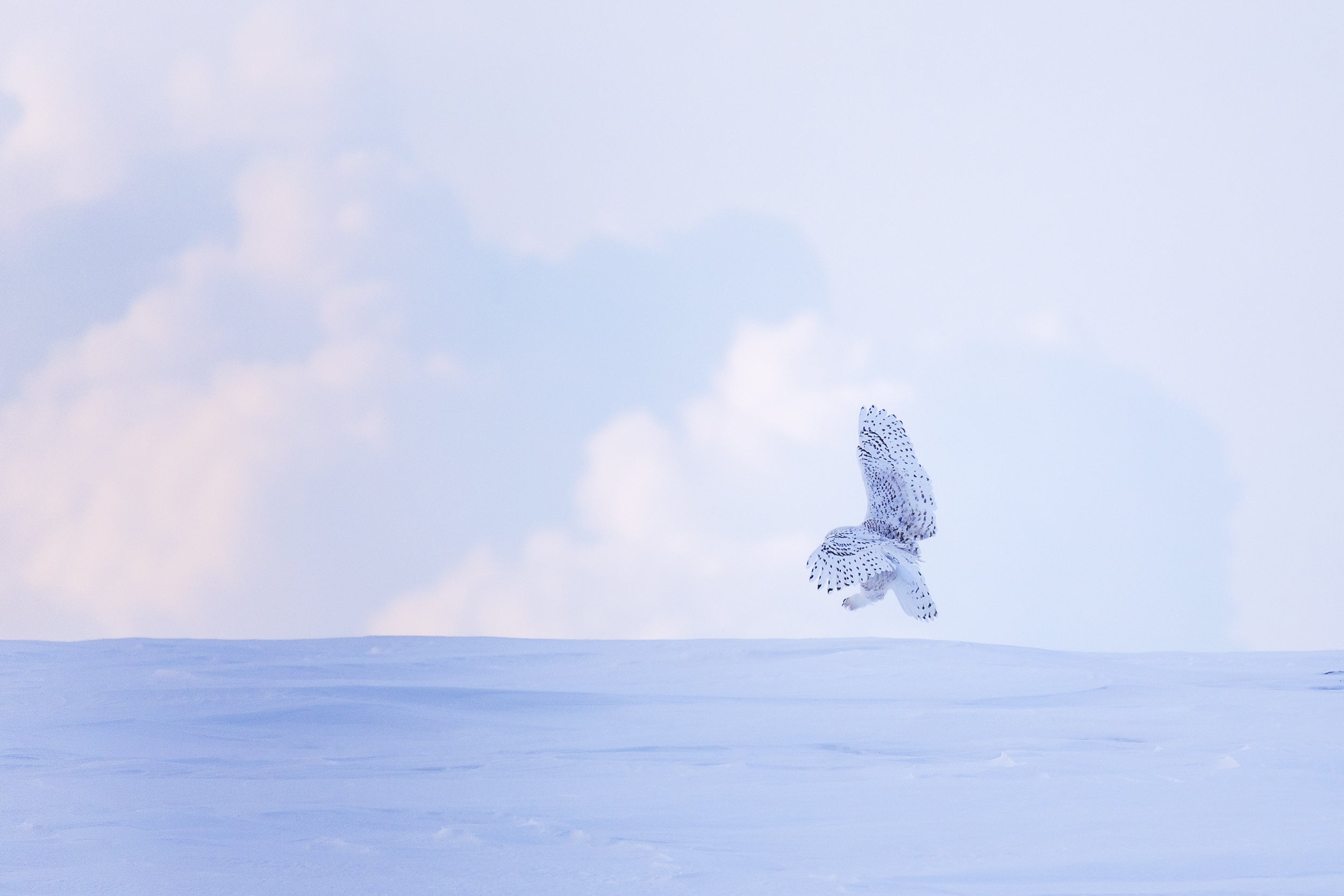 Snowy Owl 027