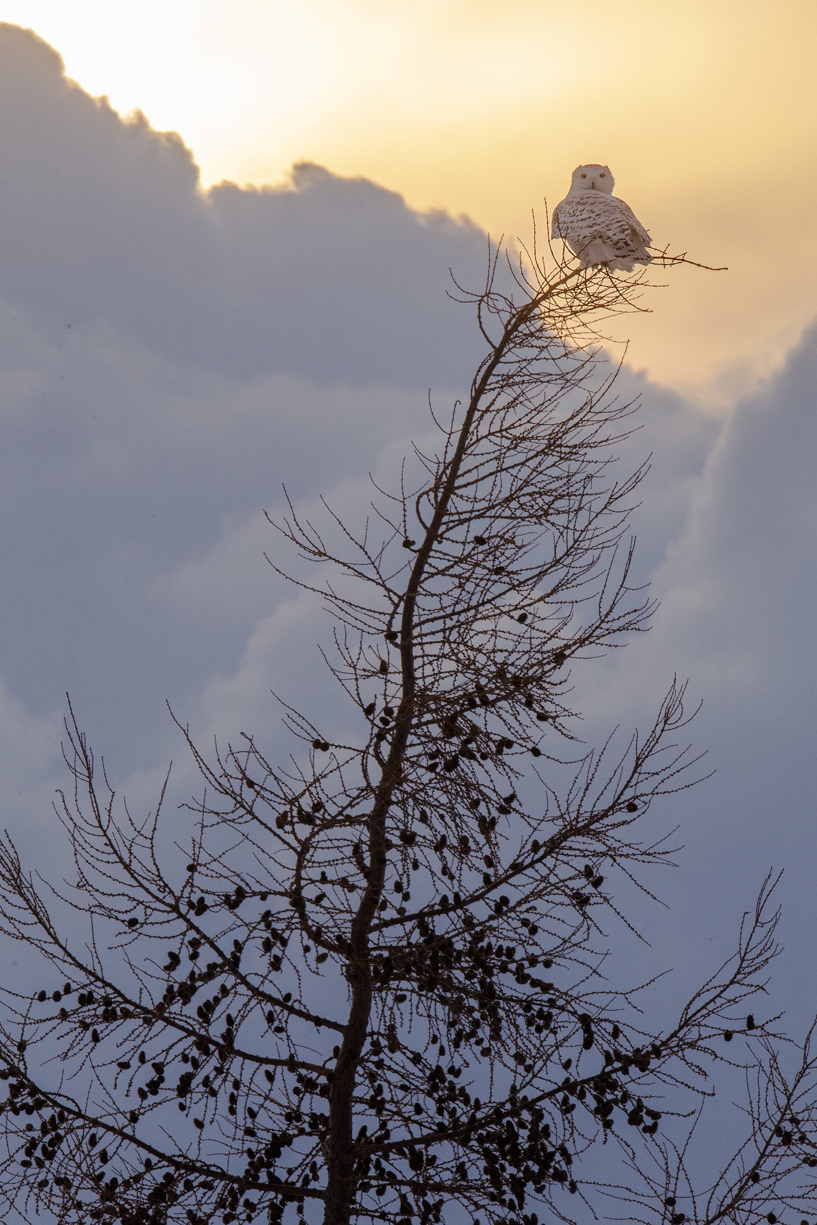 Snowy Owl 028