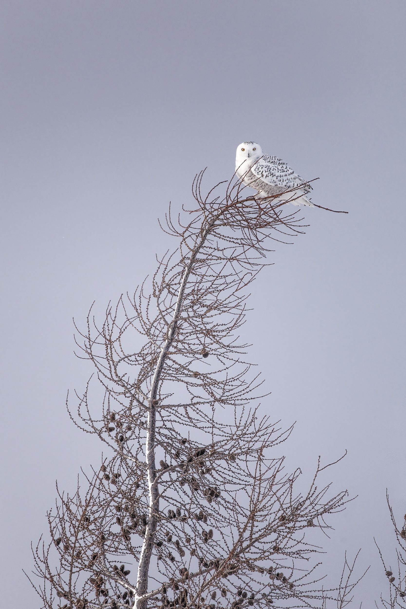 Snowy Owl 029