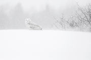 Snowy Owl 030