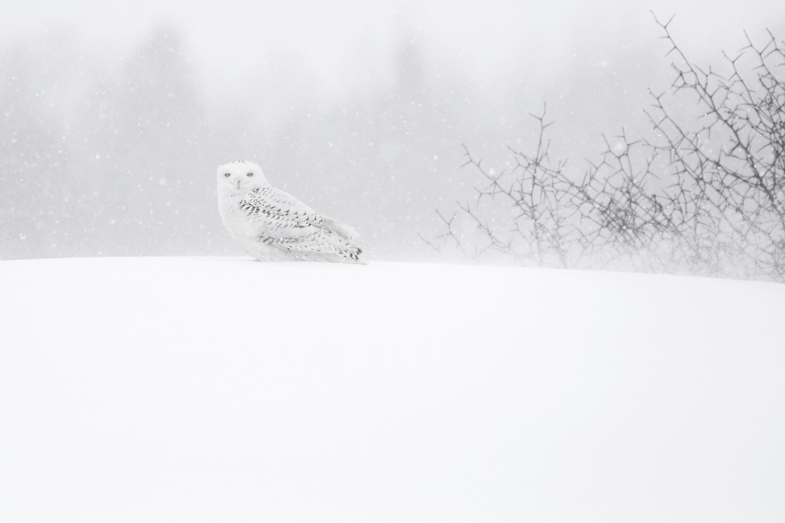 Snowy Owl 030