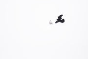 Snowy Owl 031