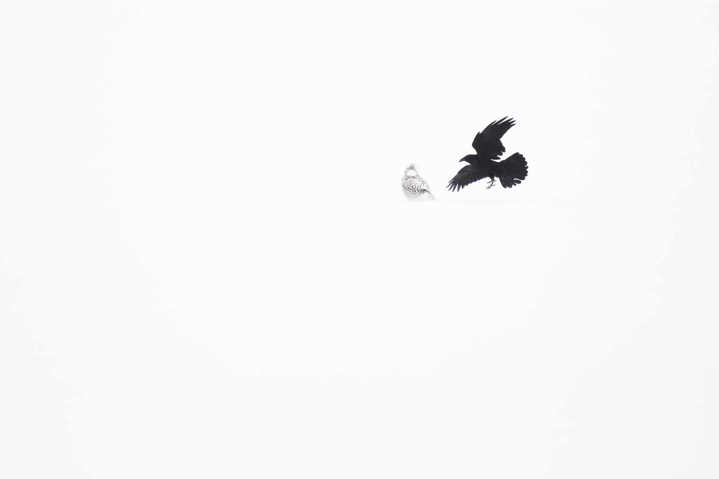 Snowy Owl 031