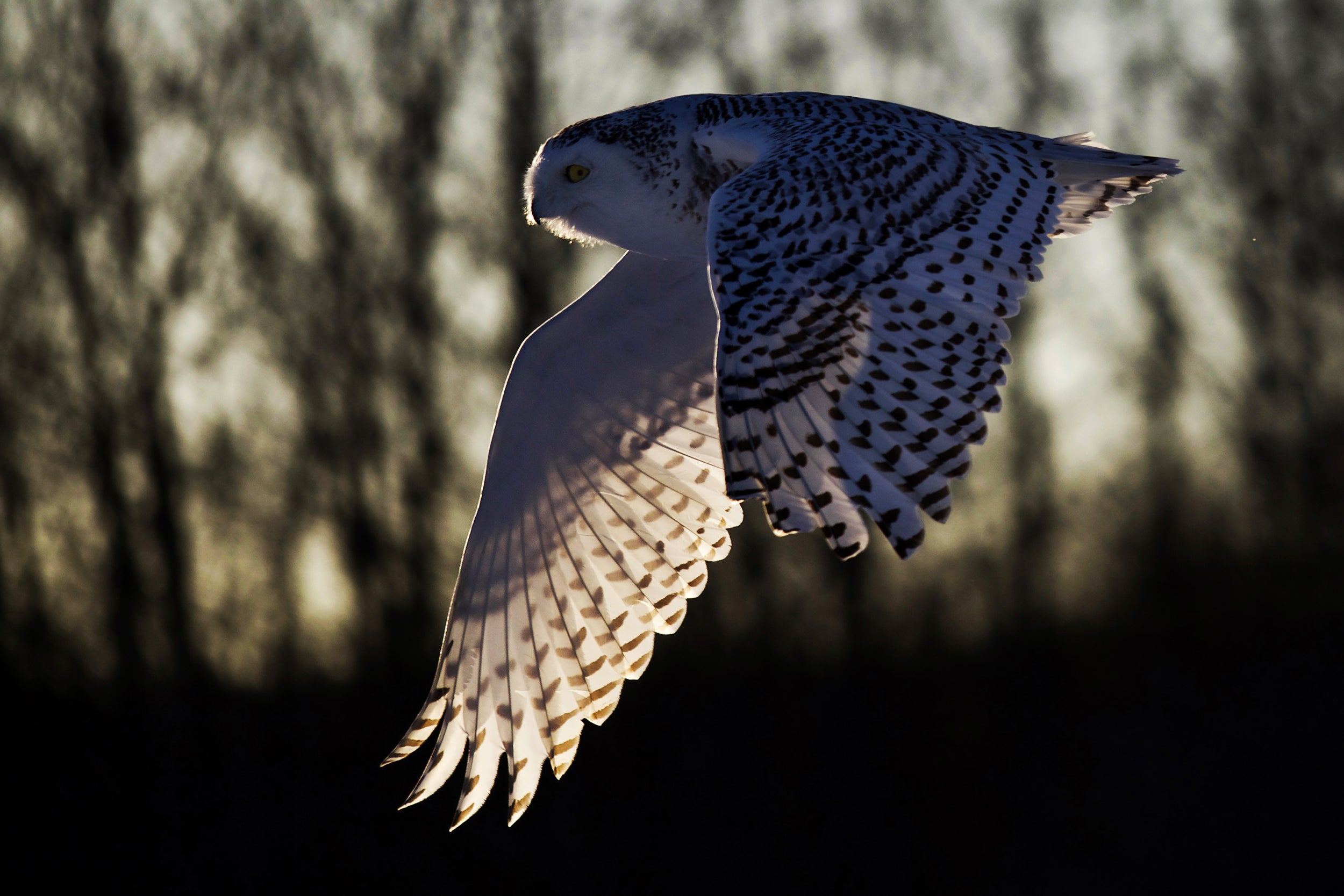Snowy Owl 032