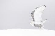 Snowy Owl 033