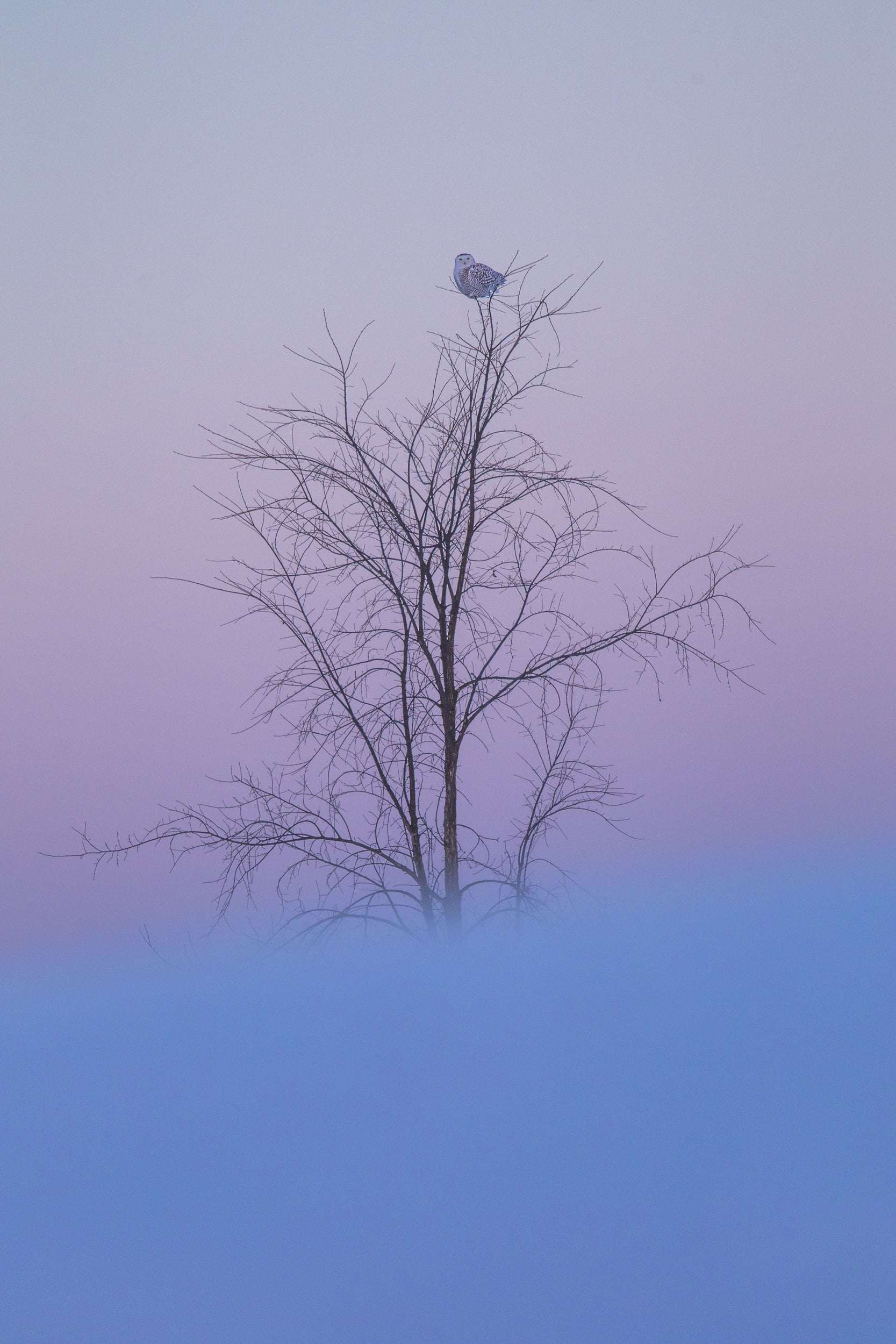 Snowy Owl 034
