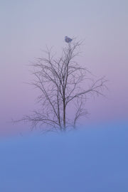 Snowy Owl 034