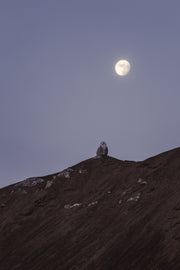 Snowy Owl 035