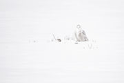 Snowy Owl 037