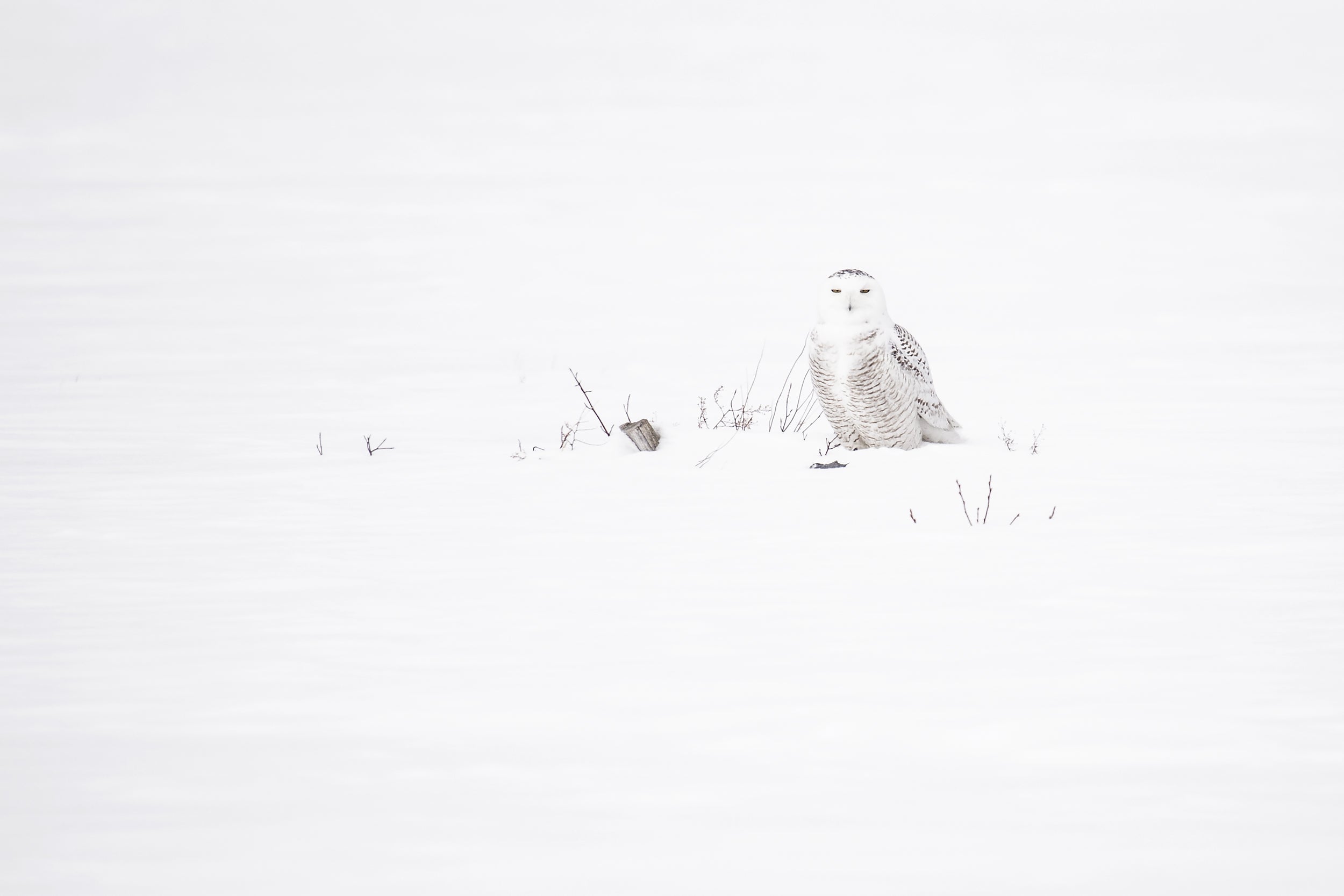 Snowy Owl 037