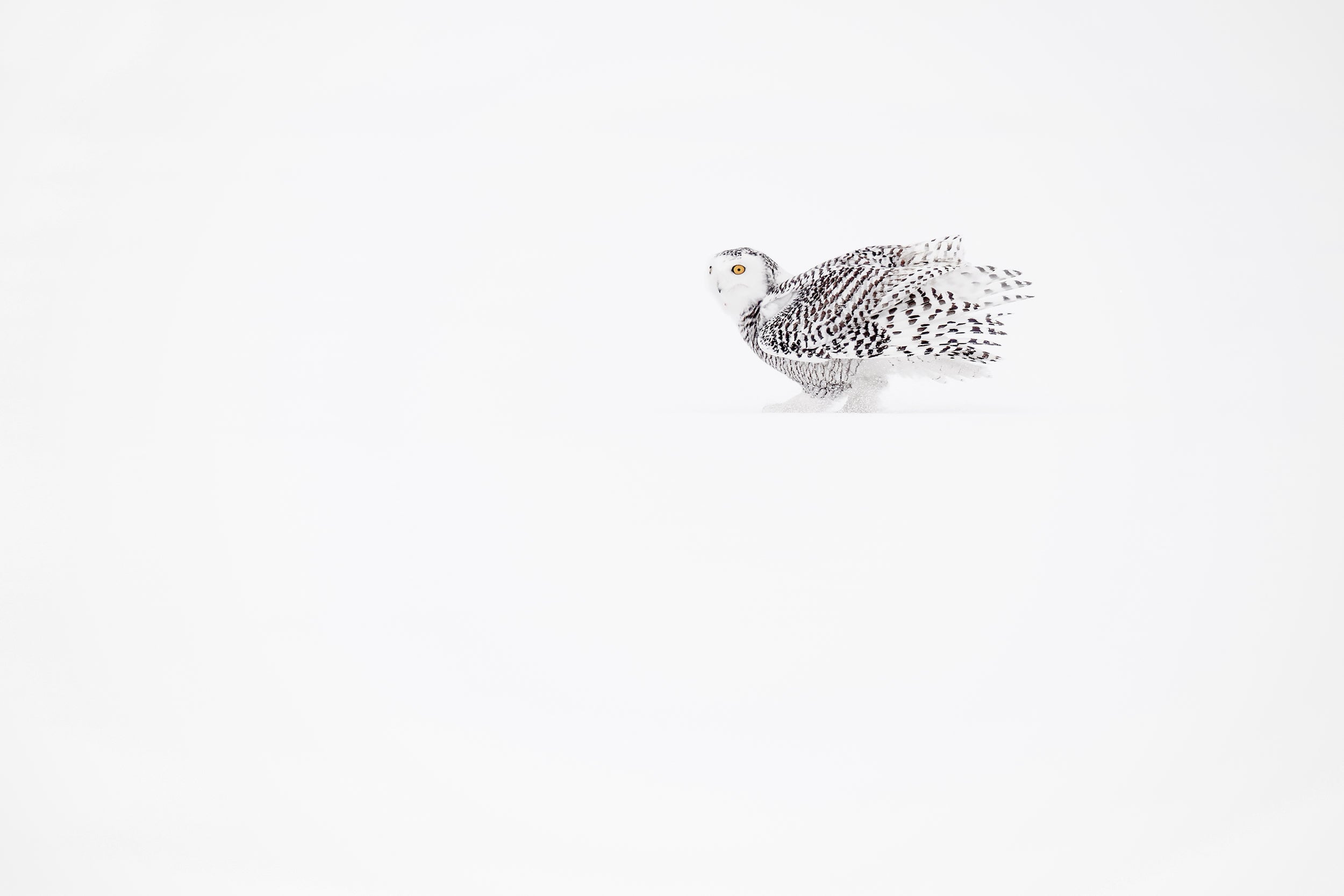 Snowy Owl 038