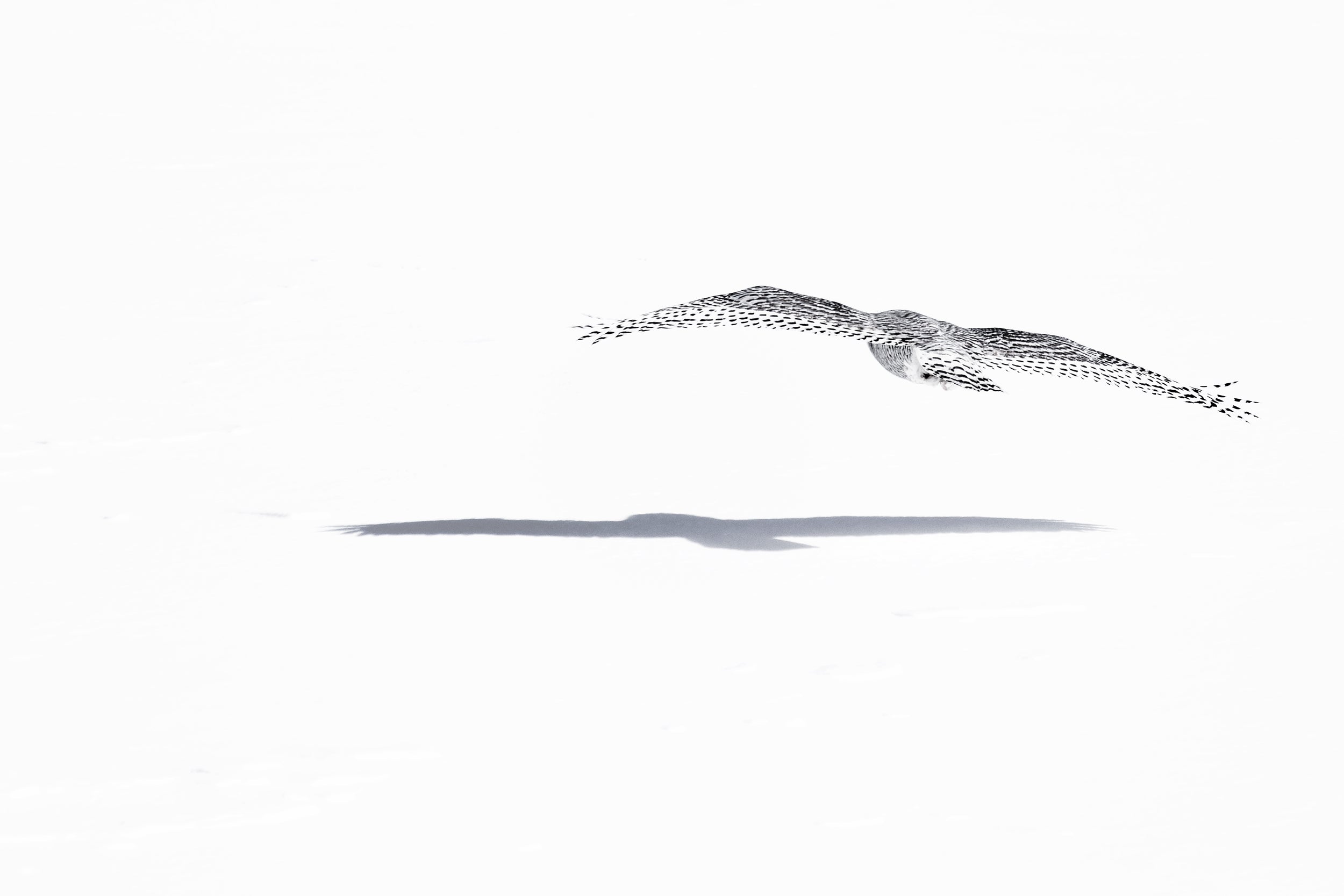 Snowy Owl 039
