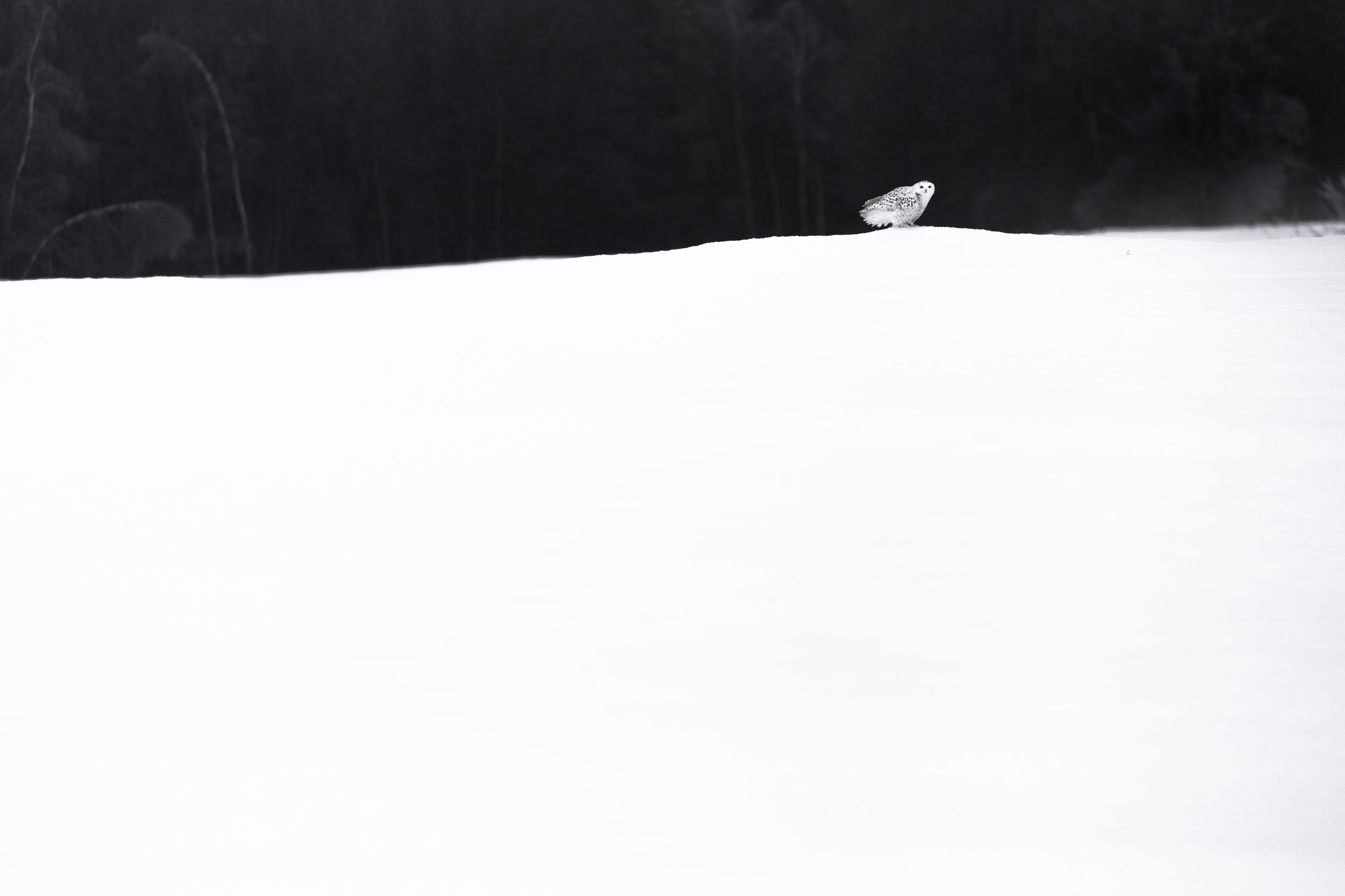 Snowy Owl 040
