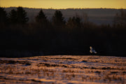 Snowy Owl 042
