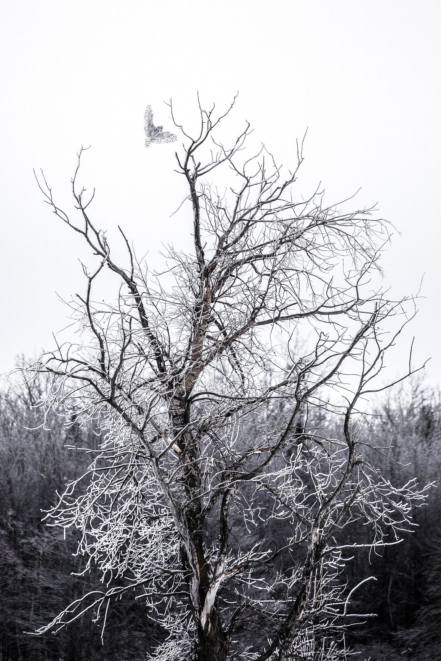 Snowy Owl 044