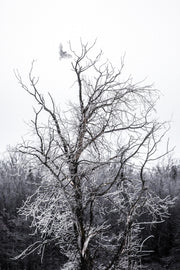 Snowy Owl 044