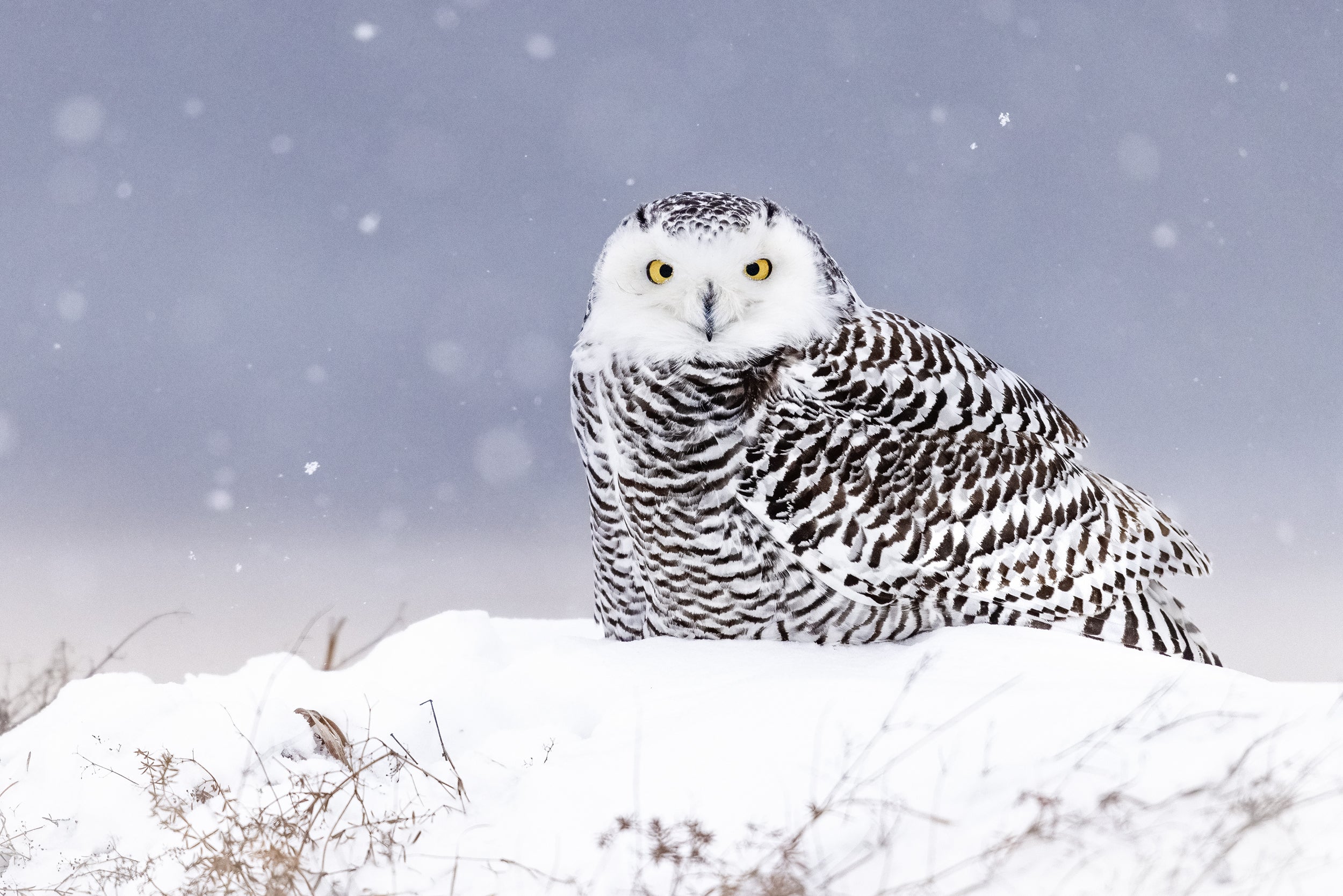 Snowy Owl 045