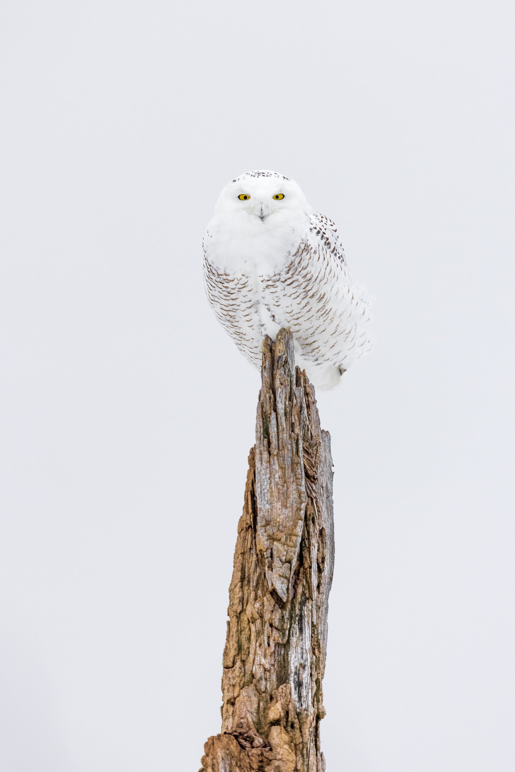 Snowy Owl 048