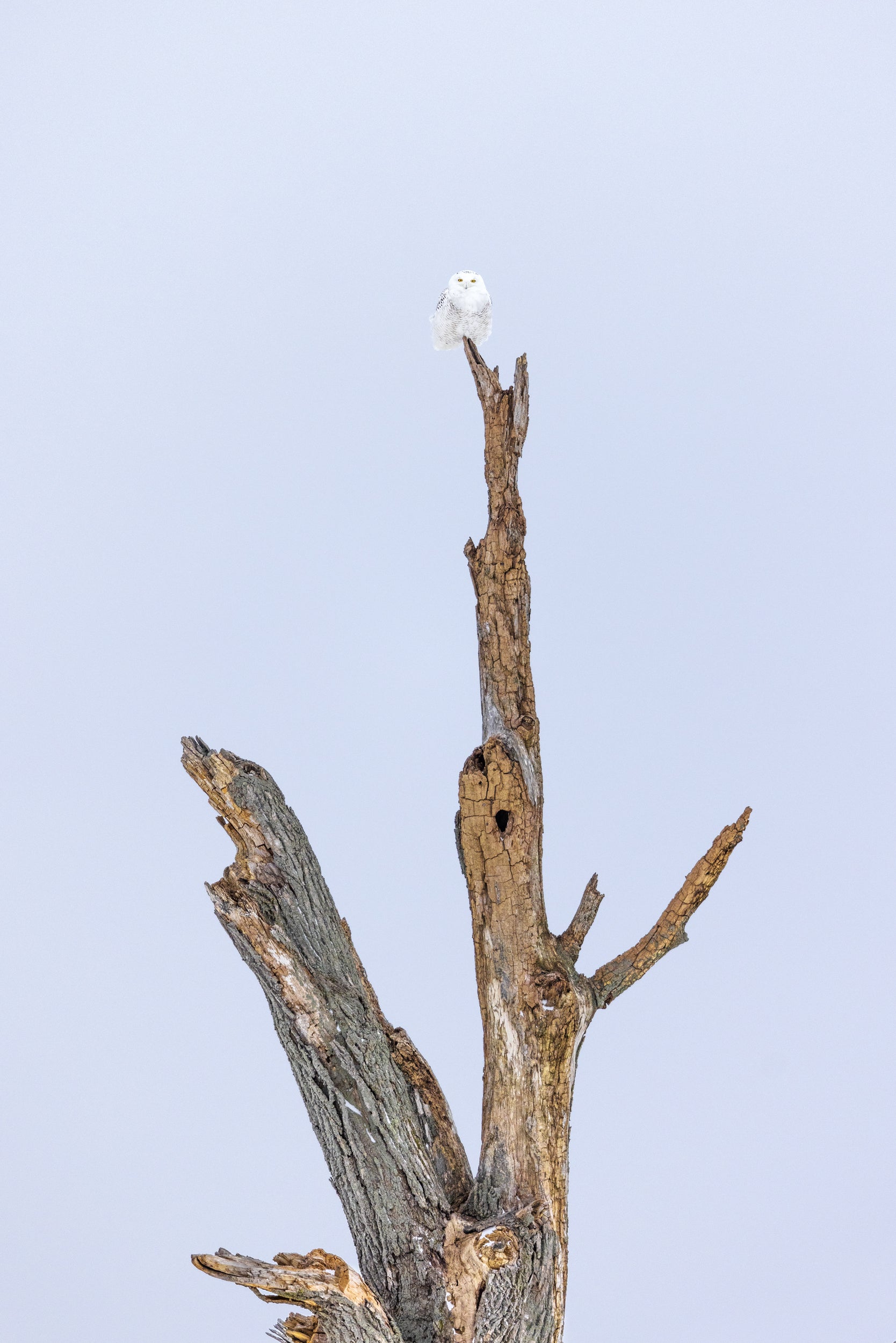 Snowy Owl 049