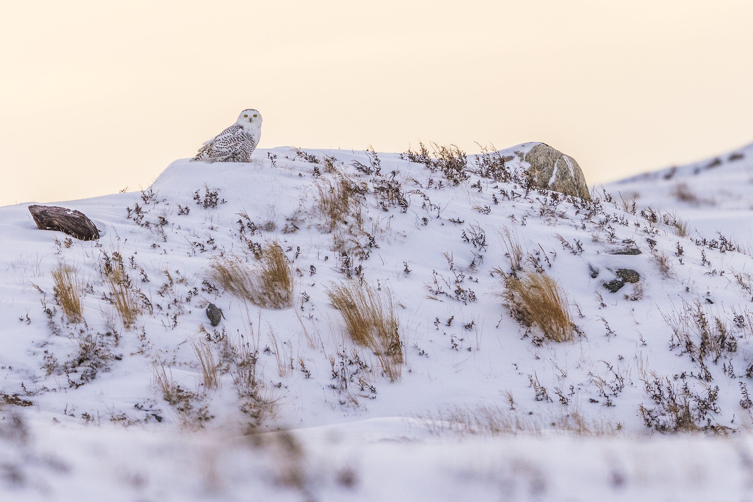 Snowy Owl 054