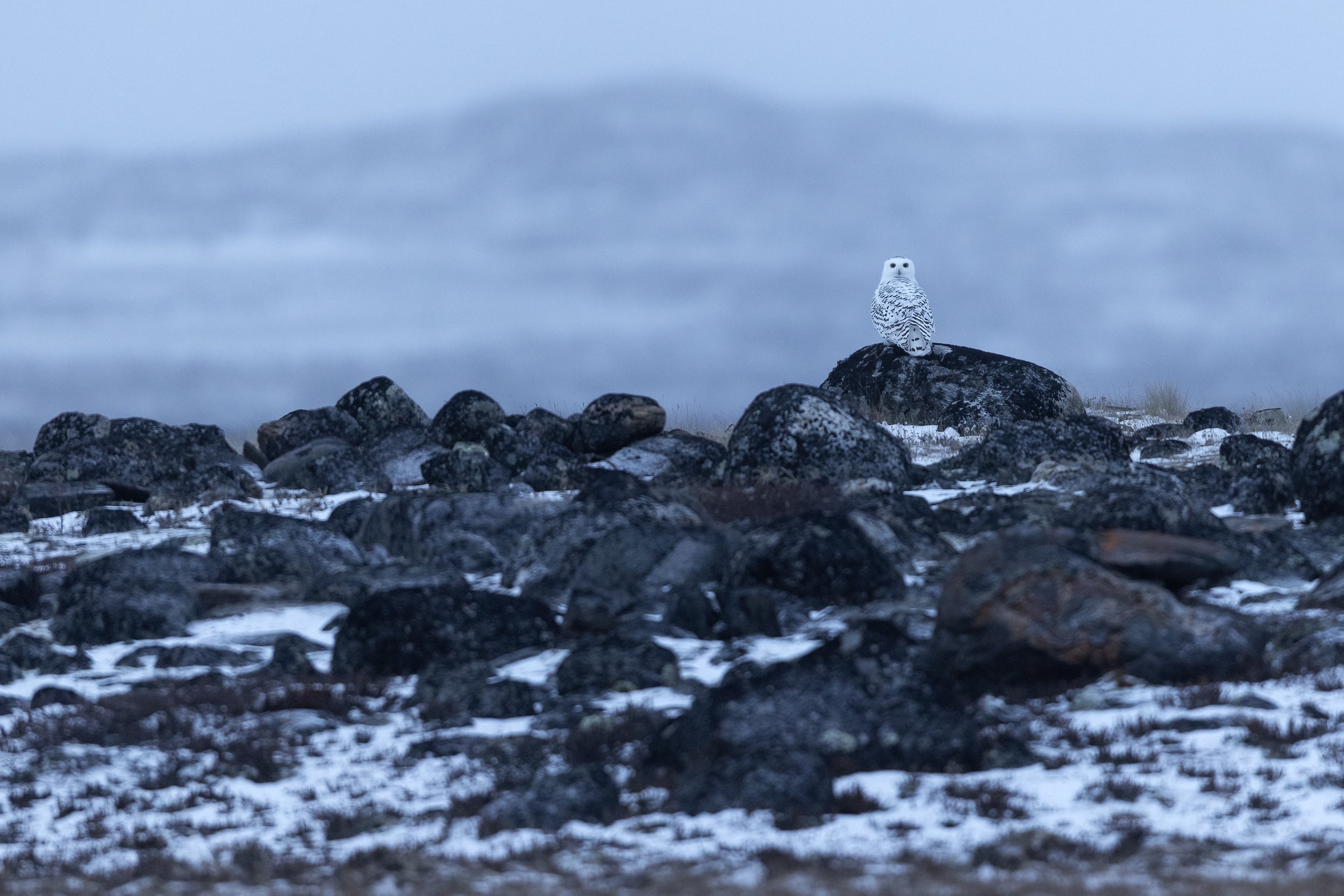 Snowy Owl 055