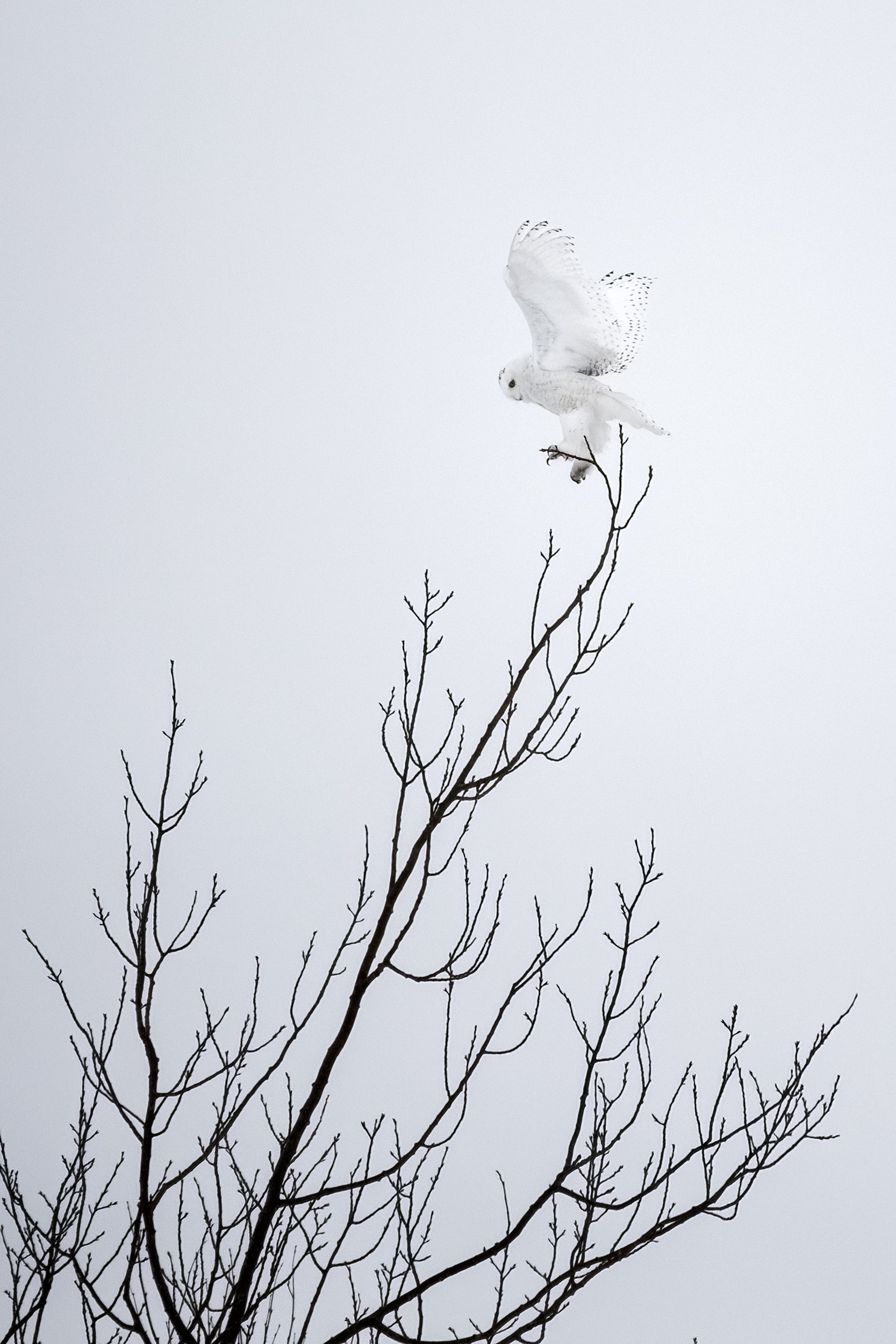Snowy Owl 057