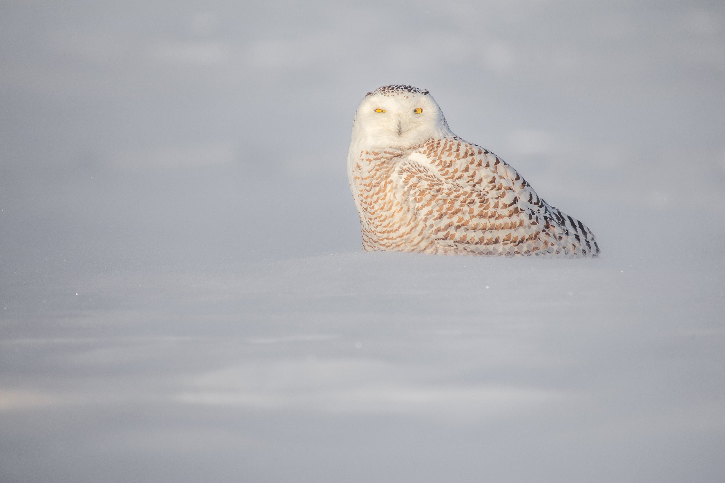 Snowy Owl 058