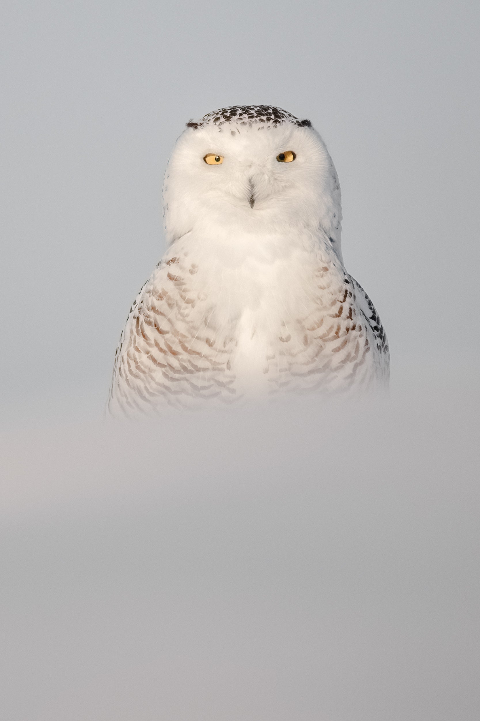 Snowy Owl 059