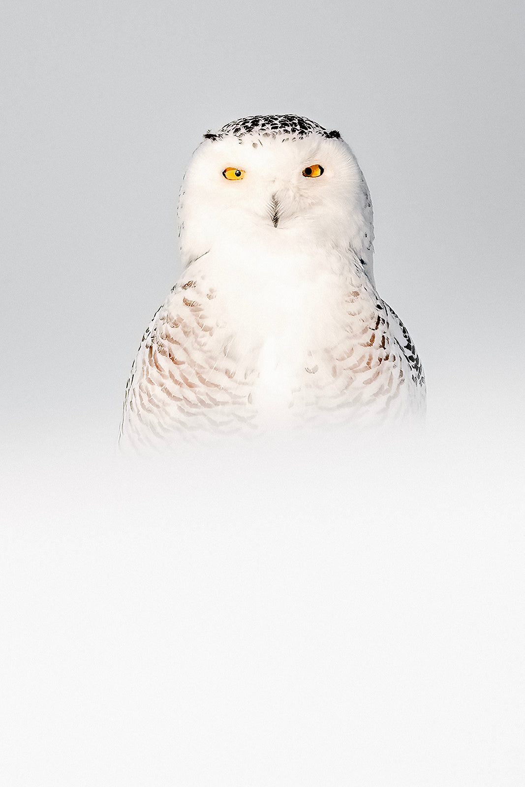 Harfang des neiges 059