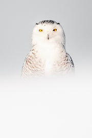 Harfang des neiges 059