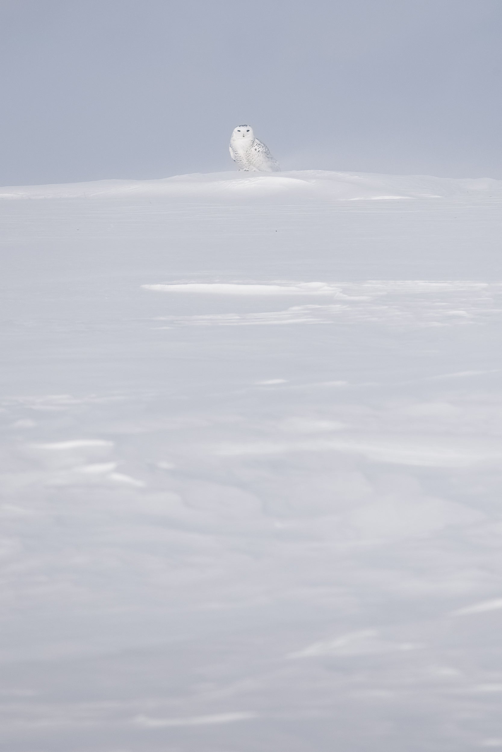 Snowy Owl 060