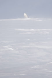 Snowy Owl 060
