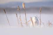Harfang des neiges 062 Jean-Simon Bégin - Photographe Animalier et Artiste Peintre