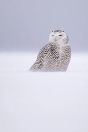 Harfang des neiges 063 Jean-Simon Bégin - Photographe Animalier et Artiste Peintre
