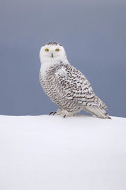 Harfang des neiges 065 Jean-Simon Bégin - Photographe Animalier et Artiste Peintre